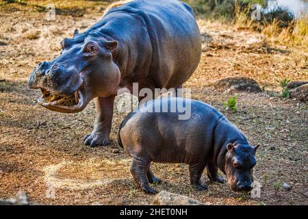 Nilpferde, Hippo Lodge im Mlilwane Wildlife Sanctuary, Swasiland, Eswatini, Südafrika, Milwane Stockfoto