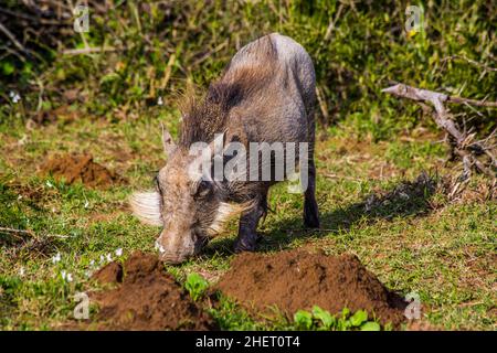 Gewöhnlicher Warzenschwein (Phacochoerus africanus), Addo Elephant National Park mit über 600 Elefanten, Südafrika Stockfoto