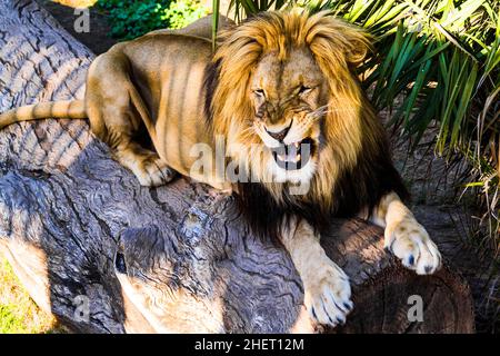 Männlicher Löwe (Panthera leo), Cango Wildlife Ranch, Oudtshoorn, Südafrika Stockfoto