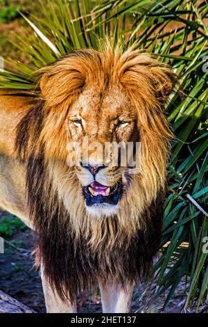 Männlicher Löwe (Panthera leo), Cango Wildlife Ranch, Oudtshoorn, Südafrika Stockfoto