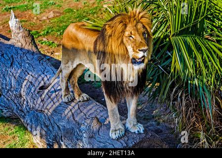 Männlicher Löwe (Panthera leo), Cango Wildlife Ranch, Oudtshoorn, Südafrika Stockfoto