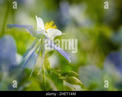 Nahaufnahme einer blauen Säulenblume mit anderen im Hintergrund im Medicine Bow-Routt National Forest entlang des Flat Tops Trail Scenic Byway Colorado. Stockfoto