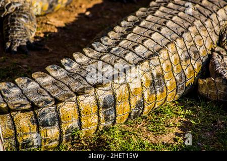 Schwanz eines Krokodils (Crocodylia), Cango Wildlife Ranch, Oudtshoorn, Südafrika Stockfoto