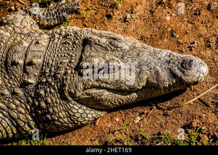 Krokodil (Crocodylia), Cango Wildlife Ranch, Oudtshoorn, Südafrika Stockfoto