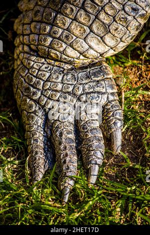 Krokodil (Crocodylia), Cango Wildlife Ranch, Oudtshoorn, Südafrika Stockfoto