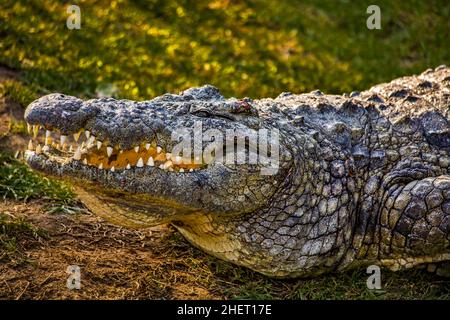 Krokodil (Crocodylia), Cango Wildlife Ranch, Oudtshoorn, Südafrika Stockfoto