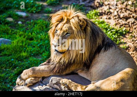 Männlicher Löwe (Panthera leo), Cango Wildlife Ranch, Oudtshoorn, Südafrika Stockfoto