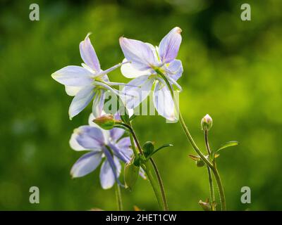 Rücken von 3 blauen Columbine-Blumen mit grünem Hintergrund im Medicine Bow-Routt National Forest entlang des Flat Tops Trail Scenic Byway in Colorado. Stockfoto