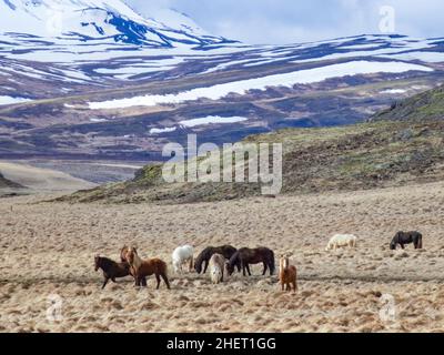 Wilde Pferde grasen auf der Wiese mit schneebedeckten Bergen im Hintergrund, Island Stockfoto