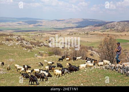 Ziegen im Grabungsfeld, Hattusha, alte Hauptstadt der Hethiter, Türkei, Hattusha, Türkei Stockfoto