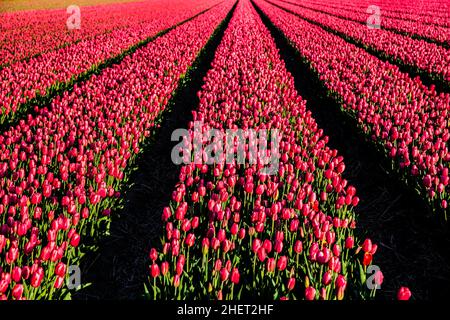 Blühende Tulpenfelder, Niederlande, Egmond, Niederlande Stockfoto