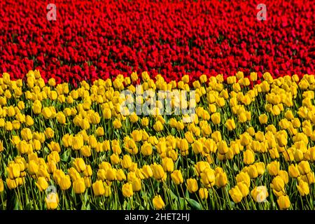Blühende Tulpenfelder, Niederlande, Egmond, Niederlande Stockfoto
