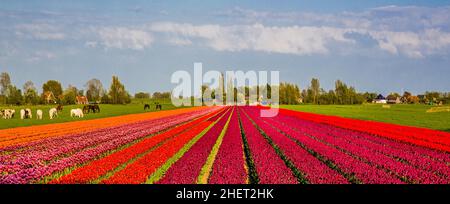 Blühende Tulpenfelder, Niederlande, Egmond, Niederlande Stockfoto