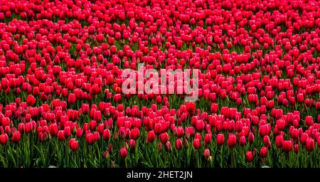 Blühende Tulpenfelder, Niederlande, Egmond, Niederlande Stockfoto