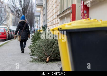 Weihnachtsbäume liegen auf einem Pflaster zur Entsorgung, Magdeburg, Sachsen-Anhalt, Deutschland Stockfoto