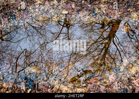 Spiegelungen von Bäumen auf Wasserpfützen und Blättern im Herbstwald Stockfoto