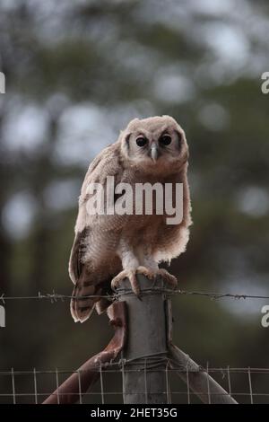 Riesenadleule, die auf einem Zaun im Kgalagadi sitzt Stockfoto