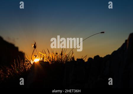 Letzte Sonnenstrahlen, die durch Gras am Sonnenuntergang am Berg leuchten Stockfoto