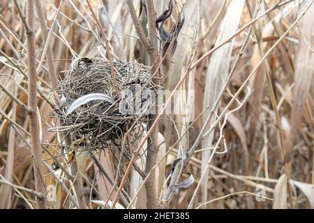 Leeres Vogelnest auf Ästen von Bäumen im Schilfdickicht. Nahaufnahme. Selektiver Fokus. Stockfoto