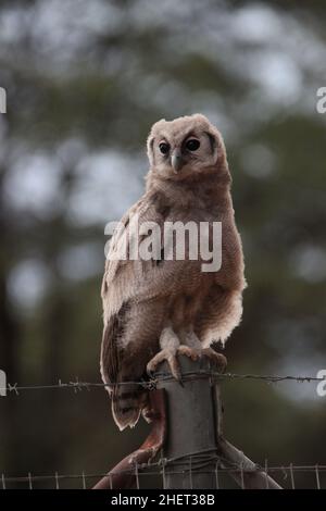 Riesenadleule, die auf einem Zaun im Kgalagadi sitzt Stockfoto