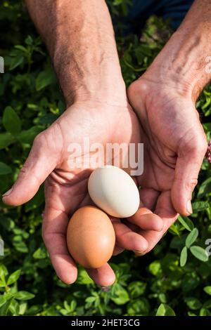 Städtischer Framer, der Eier aus dem Hühnerstall hält Stockfoto