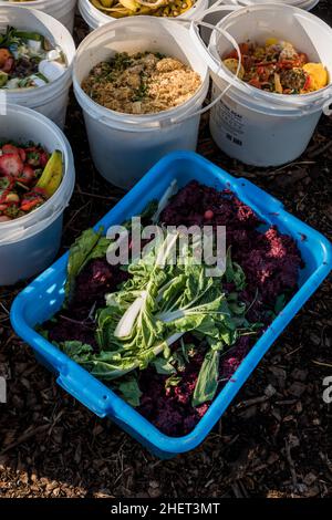 Lebensmittelabfälle aus lokalen Restaurants werden als Hühnerfutter für eine städtische Farm verwendet. Stockfoto