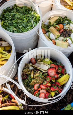 Lebensmittelabfälle aus lokalen Restaurants werden als Hühnerfutter für eine städtische Farm verwendet. Stockfoto