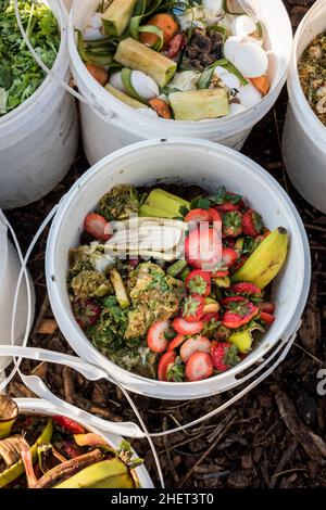 Lebensmittelabfälle aus lokalen Restaurants werden als Hühnerfutter für eine städtische Farm verwendet. Stockfoto