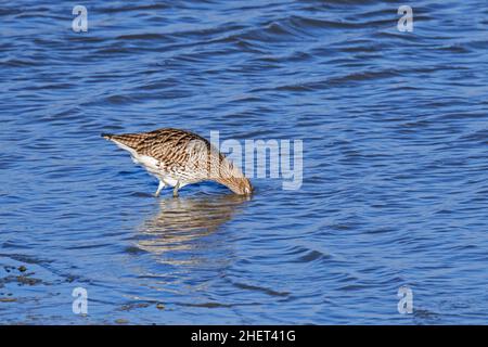 Eurasischer Curlew / gewöhnlicher Curlew (Numenius arquata), der im Winter im seichten Wasser entlang des Strandes Futter ergattert Stockfoto