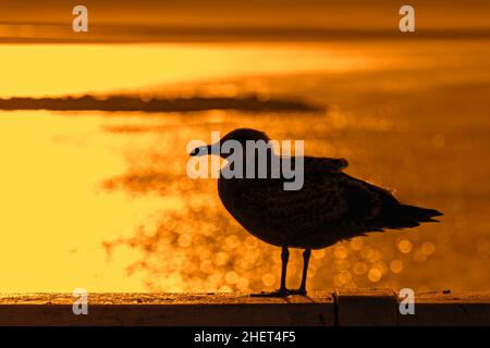 Die juvenile europäische Heringsmöwe (Larus argentatus), die auf einem Geländer thront und im Winter vor orangenen Sonnenuntergängen an der Nordseeküste thront Stockfoto