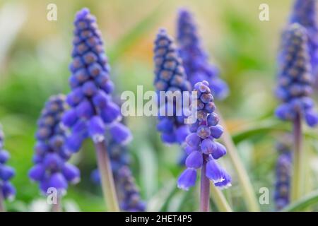 Blaue Blüten der Muskari blühen im Garten im Frühling Stockfoto