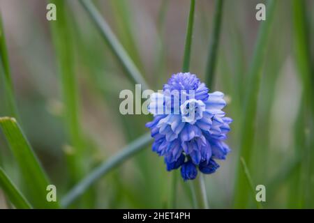 Im Frühling im Garten öffnete sich die blaue Blüte der Muskari Stockfoto