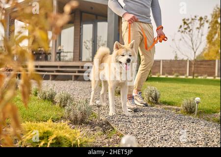 Shiba Inu Hund an der Leine und männliche Beine im Freien Stockfoto