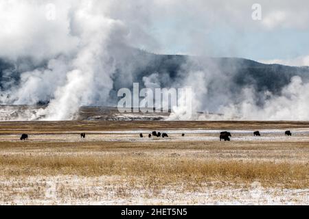 Bisons grasen vor Dampf von Geysir im Yellowstone National Park, Kalifornien, USA Stockfoto