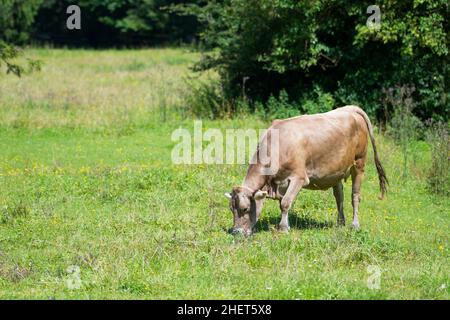 Viehkuh grast auf dem Land frisch grüne Wiese Stockfoto