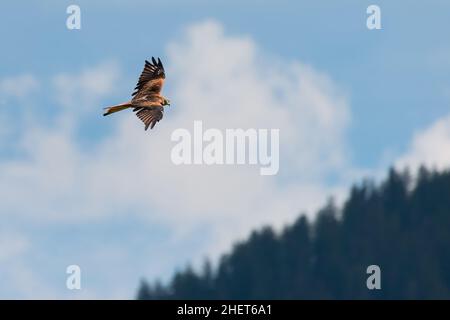 Der rote Drachenvögel fliegt hoch über Wald und blauem Himmel Stockfoto