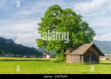 Riesiger Baum neben altem Holzhaus auf grüner Wiese in tirol Stockfoto