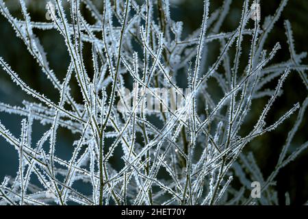 Morgen Frost Stockfoto