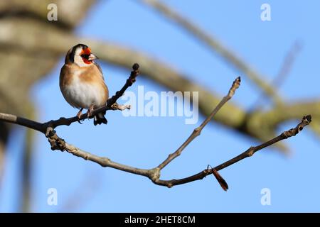 Schöner erwachsener Goldfinch in einer natürlichen Pose auf einer Eiche im Winter Gloucestershire UK Stockfoto