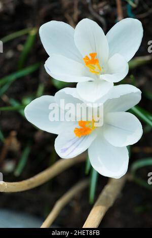 Im Frühling weiße Krokusblüten mit orangefarbenen Blüten ziehen Stockfoto