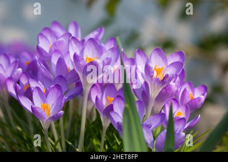 Seitenansicht auf einen Strauß Frühlingscrocus-Blüten mit gelben Blüten Stockfoto