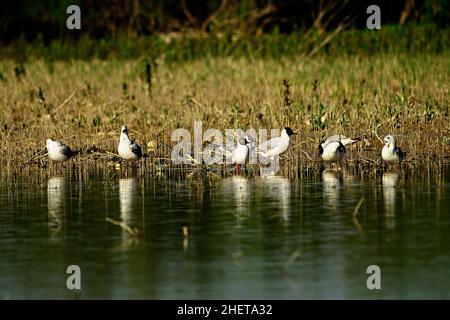 Die Lachmöwe ist eine Art karadriformen Vogels aus der Familie der Laridae. Stockfoto