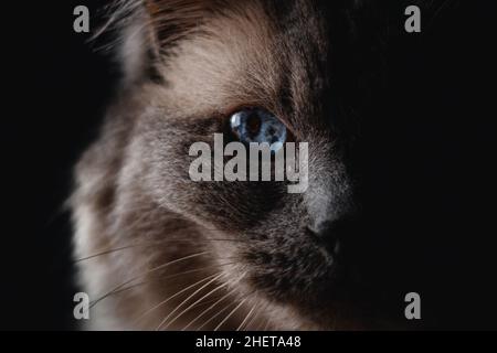 Die Hälfte eines Ragdoll-Katzengesichtes mit schwarzem Hintergrund Stockfoto