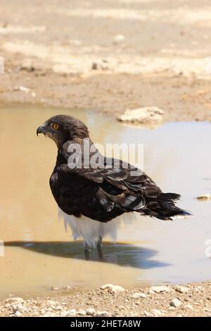 Schwarzkastiger Schlangenadler im Kgalagadi Stockfoto