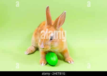 Osterhase Nahaufnahme mit einem grünen Ei auf grünem Hintergrund. Osterfeiertagskonzept. Stockfoto