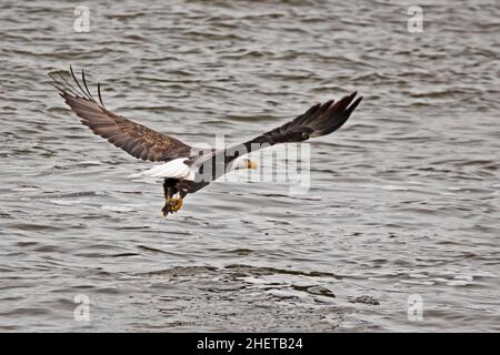 Amerikanischer Weißkopfseeadler im Flug über den Mississippi River Stockfoto
