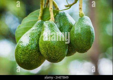 Аvocado Früchte hängen an Bäumen in einem tropischen Obstgarten in Thailand Stockfoto