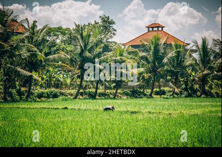 BALI, INDONESIEN - 14. APRIL 2018. Balinesische Männer im Strohhut arbeiten auf dem Terrassenfeld. Getreideanbau. Redaktionelle Tagesaufnahme Stockfoto