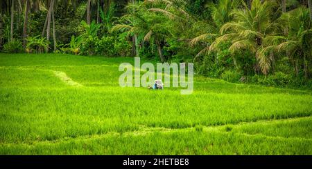 BALI, INDONESIEN - 14. APRIL 2018. Balinesische Männer im Strohhut arbeiten auf dem Terrassenfeld. Getreideanbau. Redaktionelle Tagesaufnahme Stockfoto