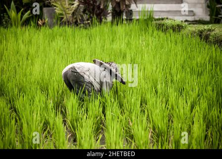 BALI, INDONESIEN - 14. APRIL 2018. Balinesische Männer im Strohhut arbeiten auf dem Terrassenfeld. Getreideanbau. Redaktionelle Tagesaufnahme Stockfoto